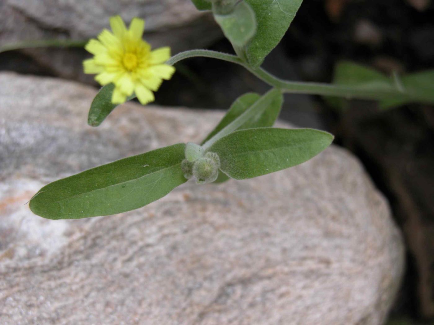 Andryala, Common leaf